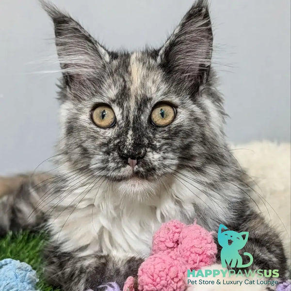Westalia Maine Coon female black tortie silver - live animals