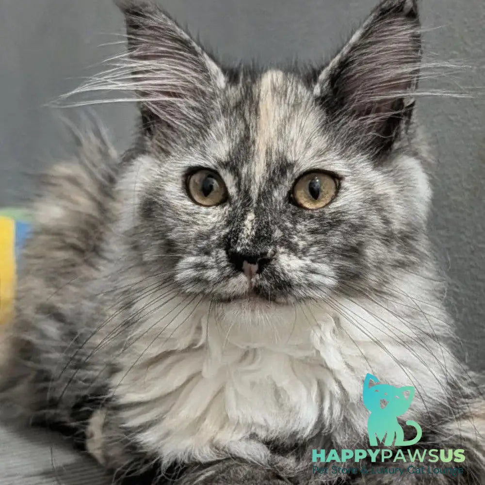 Westalia Maine Coon female black tortie silver - live animals