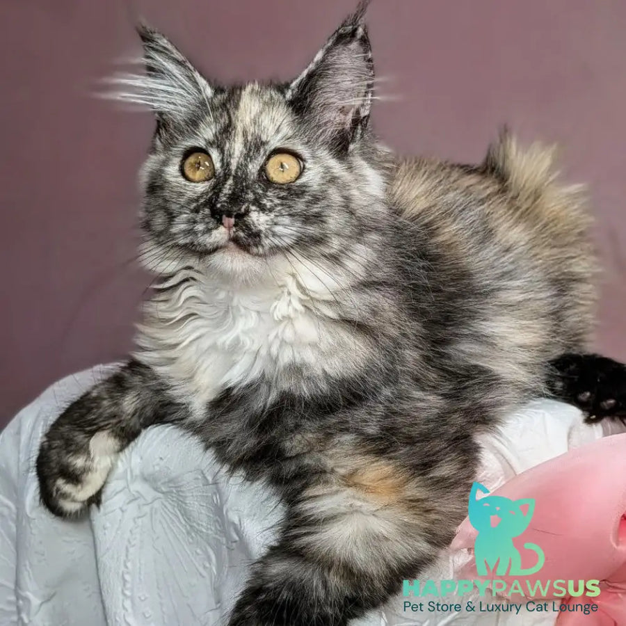 Westalia Maine Coon female black tortie silver - live animals