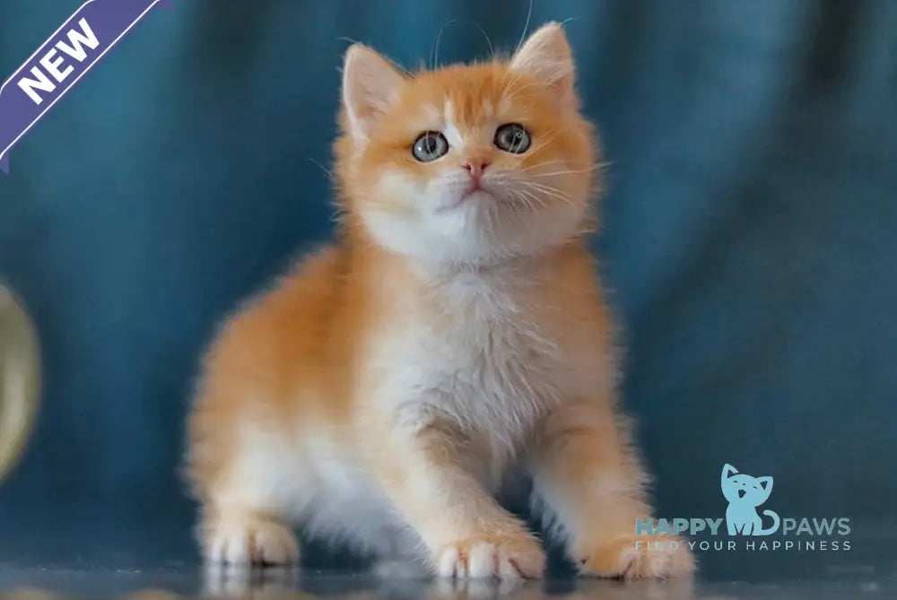 Wester British Shorthair male black golden chinchilla live animals