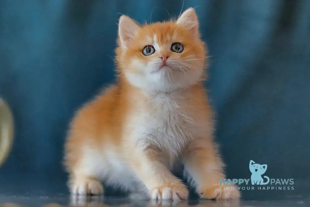 Wester British Shorthair male black golden chinchilla live animals