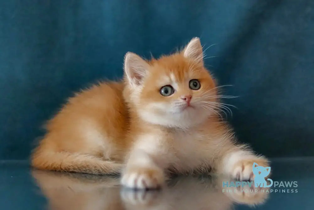 Wester British Shorthair male black golden chinchilla live animals