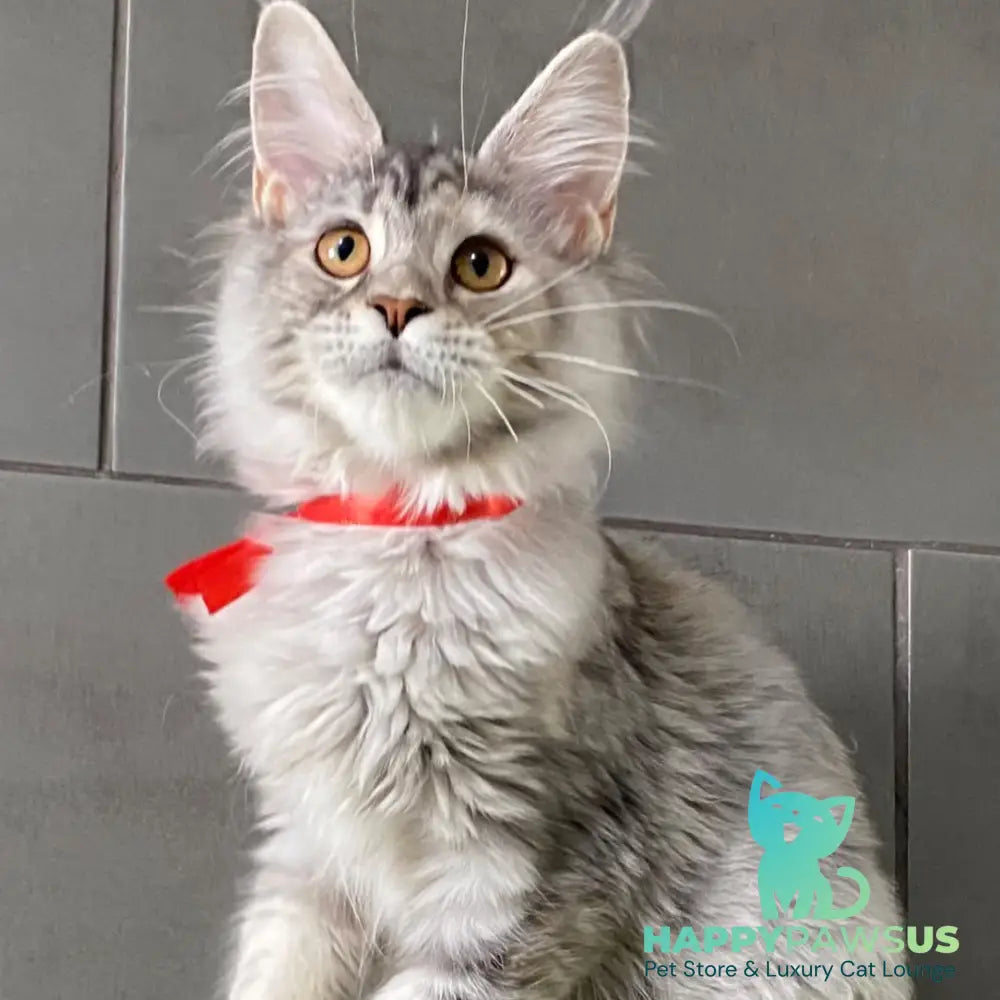 Western Dream Maine Coon female black tortie silver tabby - live animals