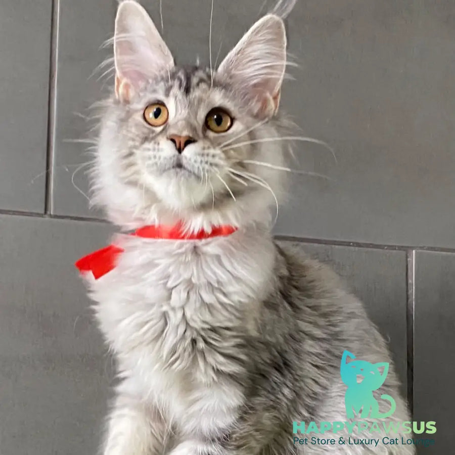 Western Dream Maine Coon female black tortie silver tabby - live animals