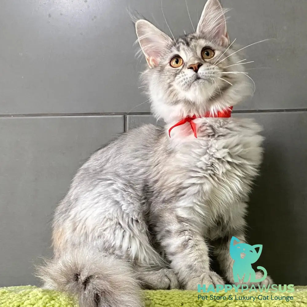 Western Dream Maine Coon female black tortie silver tabby - live animals