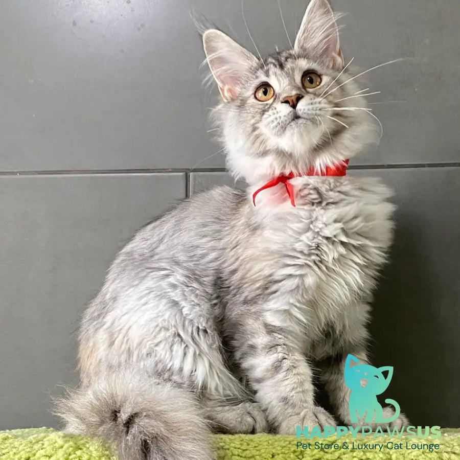 Western Dream Maine Coon female black tortie silver tabby - live animals