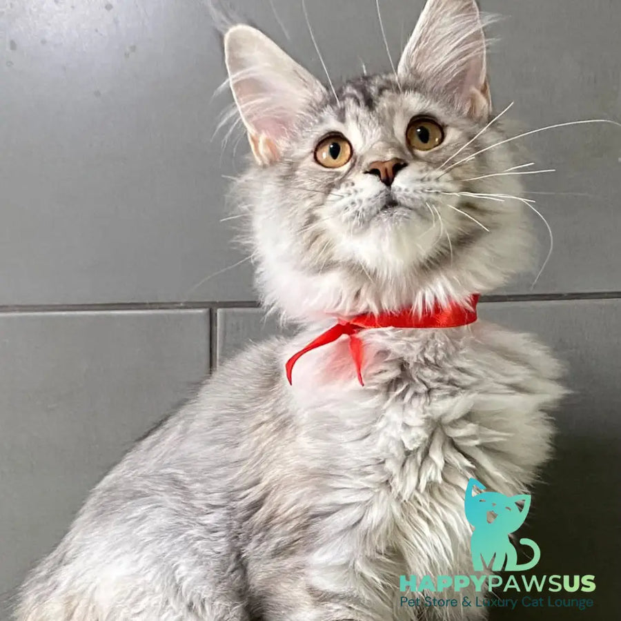 Western Dream Maine Coon female black tortie silver tabby - live animals