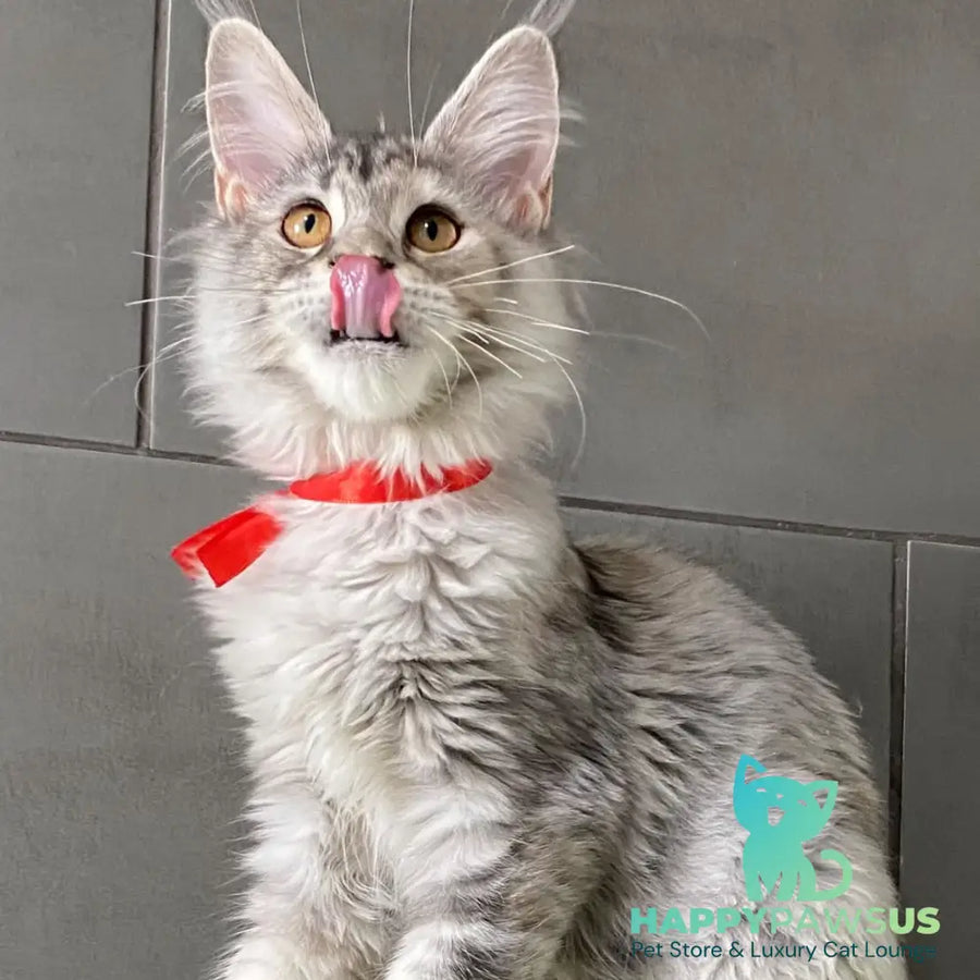 Western Dream Maine Coon female black tortie silver tabby - live animals