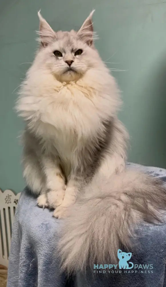 Western Maine Coon polydactyl male black silver ticked tabby live animals