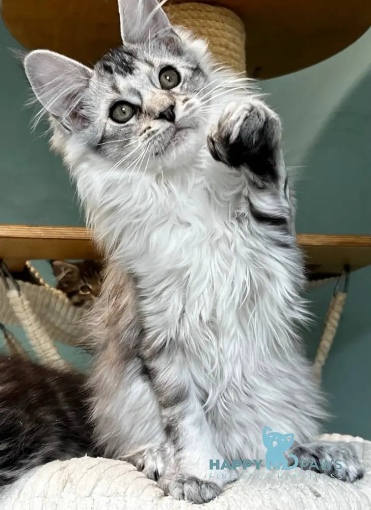 Western Maine Coon polydactyl male black silver ticked tabby live animals