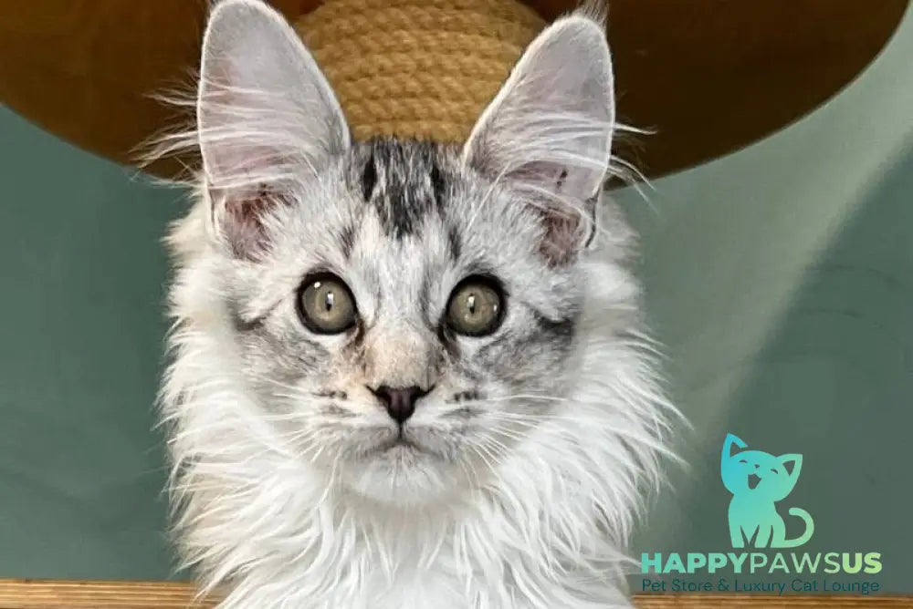 Western Maine Coon polydactyl male black silver ticked tabby live animals