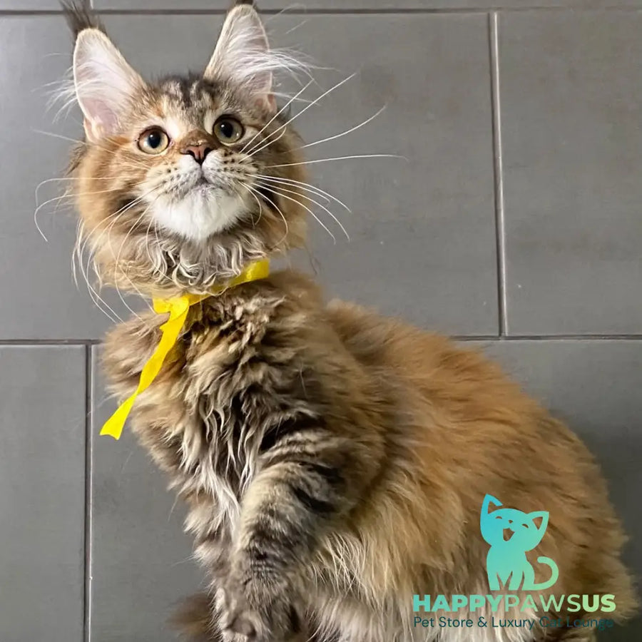 Western star Maine Coon female black tortie tabby - live animals