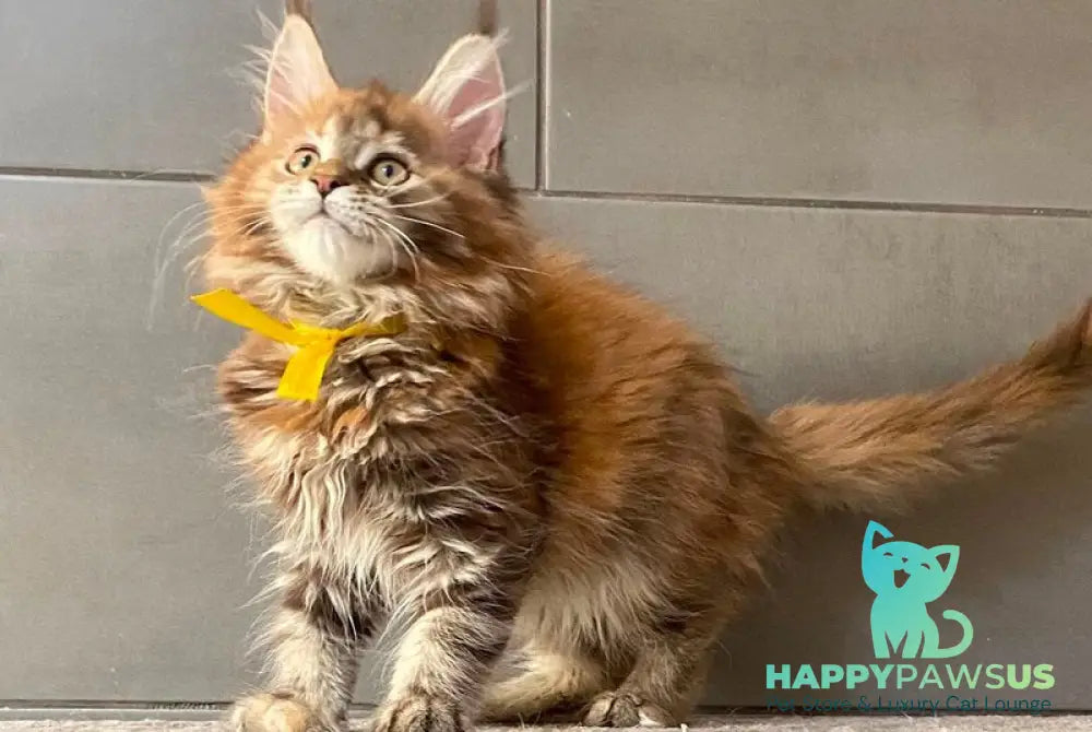 Western star Maine Coon female black tortie tabby - live animals