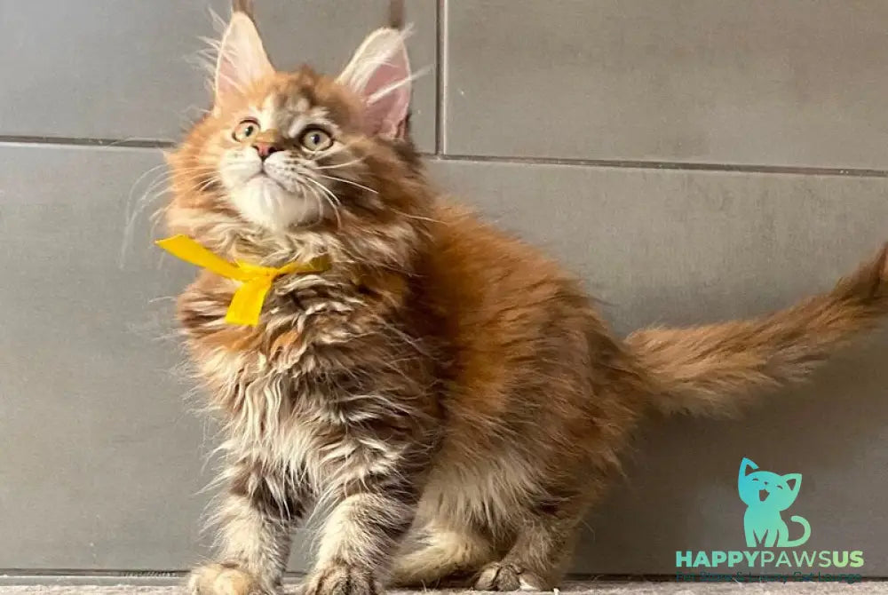 Western star Maine Coon female black tortie tabby - live animals