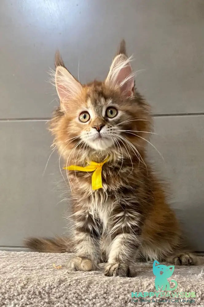 Western star Maine Coon female black tortie tabby - live animals