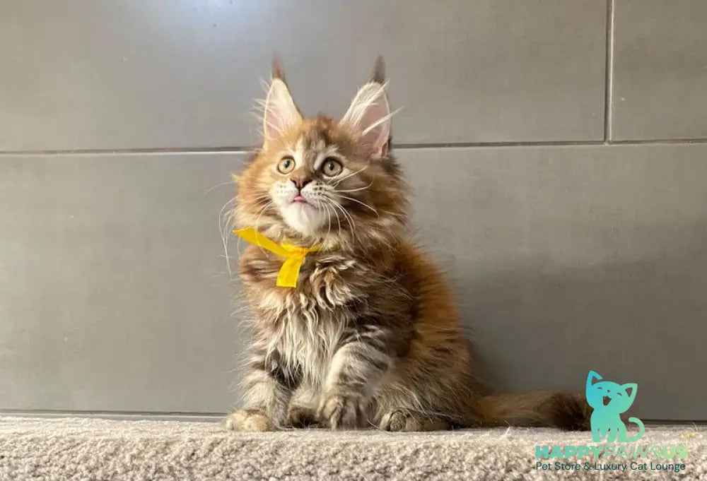 Western star Maine Coon female black tortie tabby - live animals