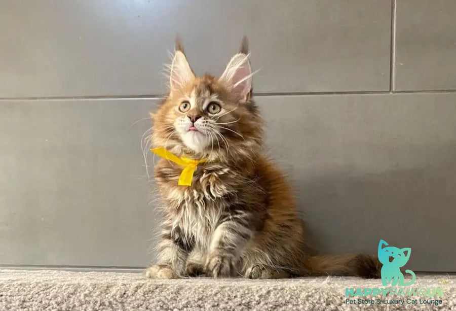 Western star Maine Coon female black tortie tabby - live animals
