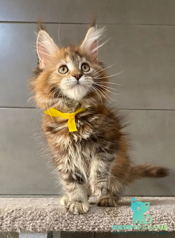 Western star Maine Coon female black tortie tabby - live animals