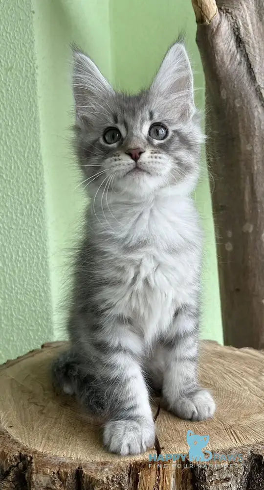 Weston Maine Coon Male Blue Silver Tabby Live Animals