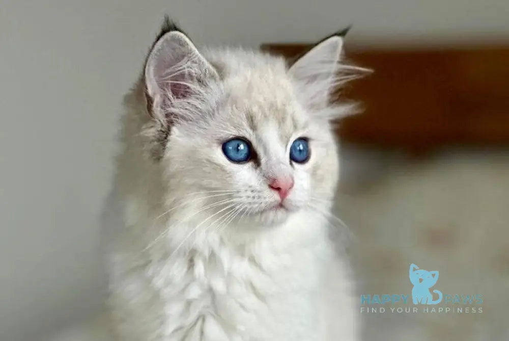 Westphalia Ragdoll female seal tabby bicolour live animals