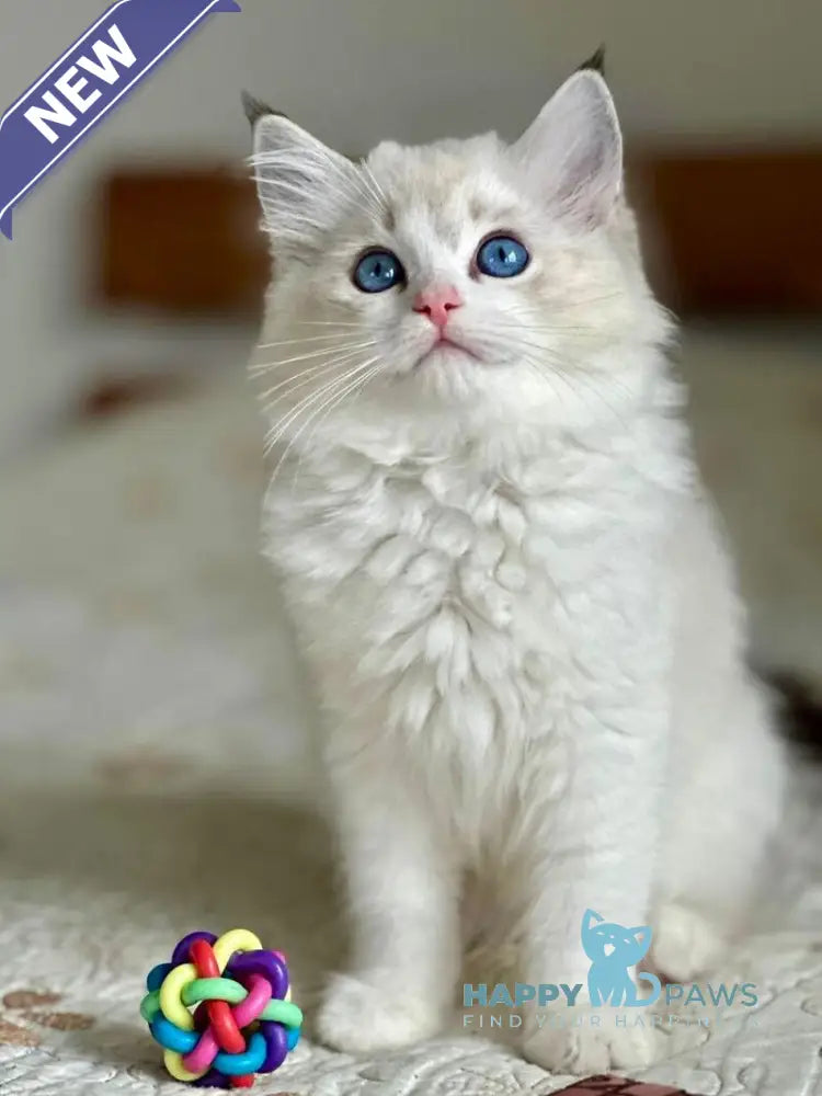 Westphalia Ragdoll female seal tabby bicolour live animals