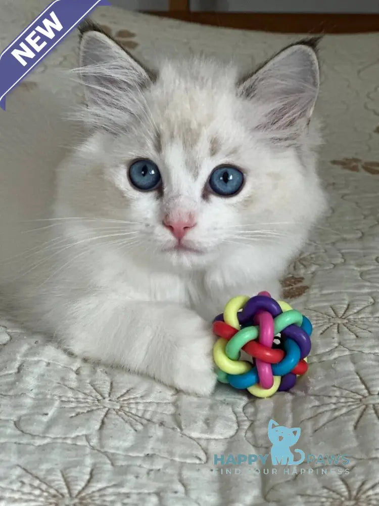 Westphalia Ragdoll female seal tabby bicolour live animals
