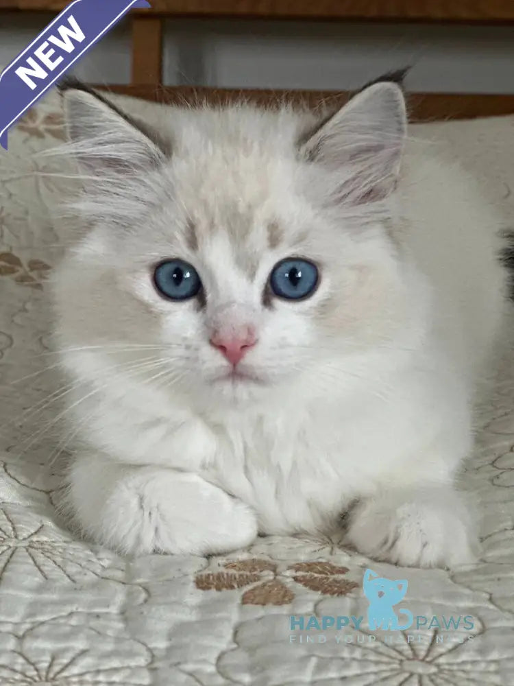 Westphalia Ragdoll female seal tabby bicolour live animals