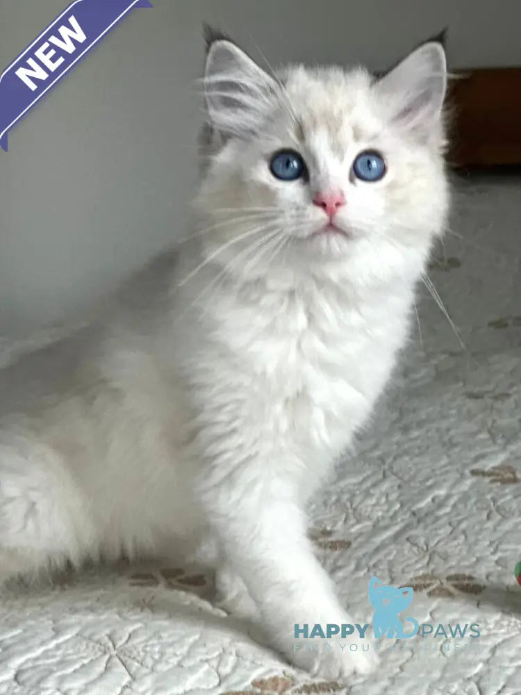 Westphalia Ragdoll female seal tabby bicolour live animals