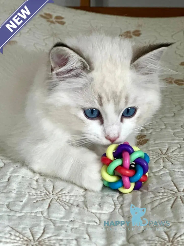 Westphalia Ragdoll female seal tabby bicolour live animals