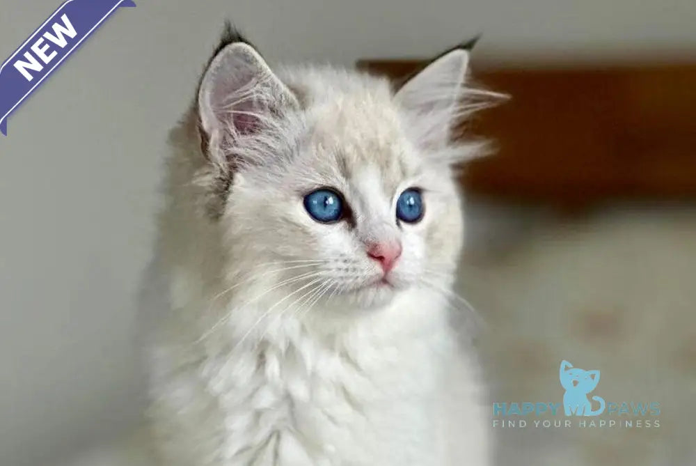 Westphalia Ragdoll female seal tabby bicolour live animals