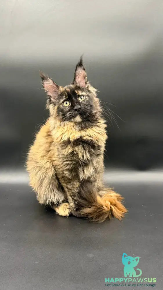 Wetta Maine Coon female black tortie - live animals