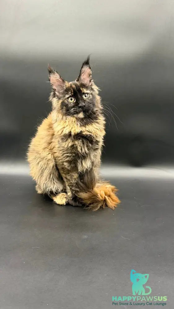 Wetta Maine Coon female black tortie - live animals