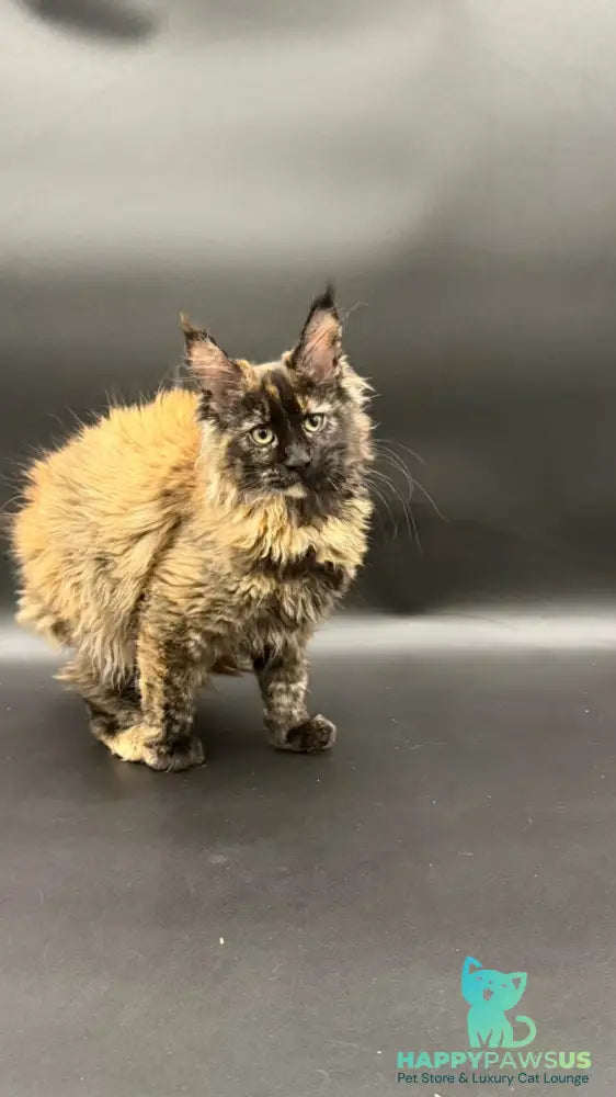Wetta Maine Coon female black tortie - live animals