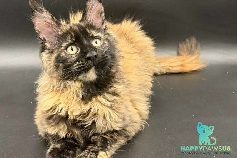 Wetta Maine Coon female black tortie - live animals