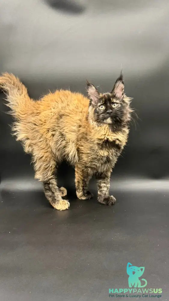 Wetta Maine Coon female black tortie - live animals