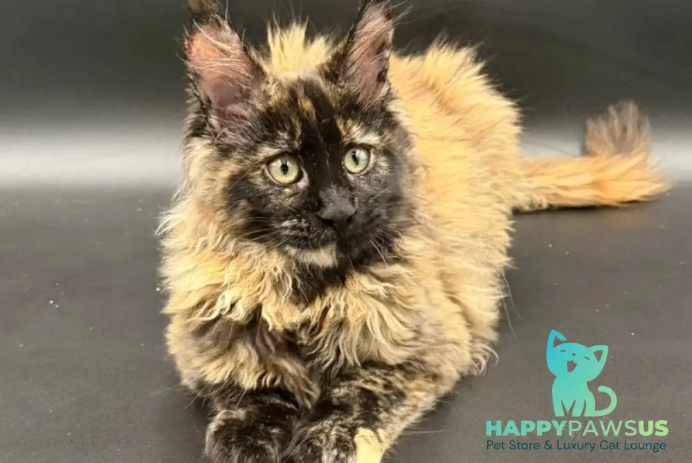 Wetta Maine Coon female black tortie - live animals