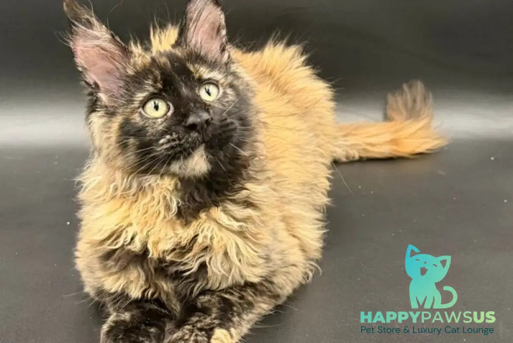 Wetta Maine Coon female black tortie - live animals