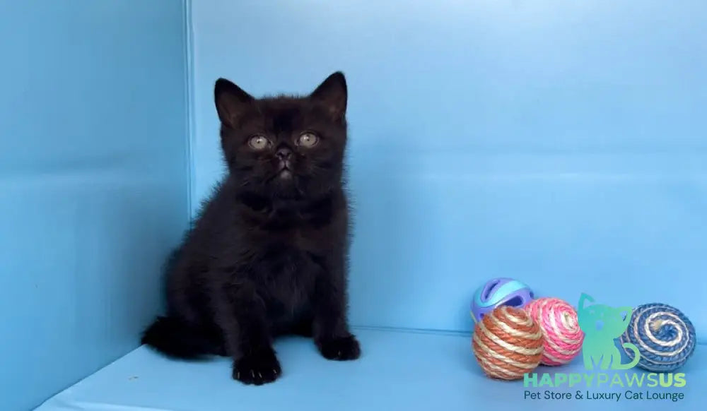 Wex British Shorthair male black - live animals