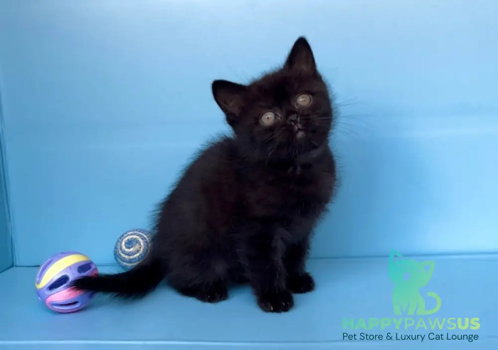 Wex British Shorthair male black - live animals