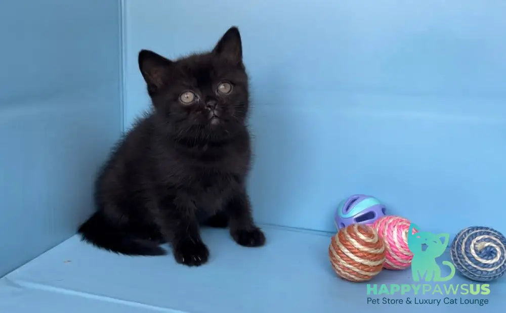 Wex British Shorthair male black - live animals
