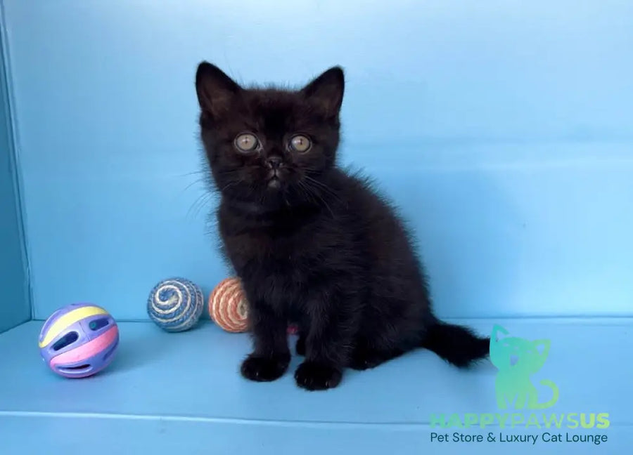 Wex British Shorthair male black - live animals