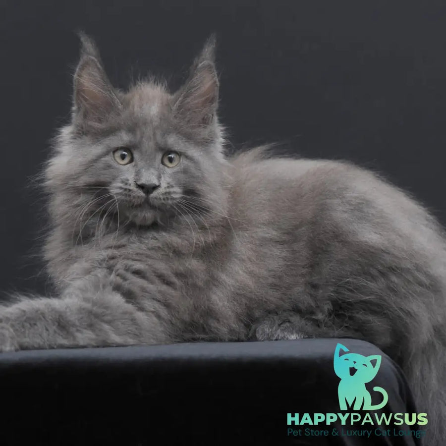 Weyland Maine Coon male blue - live animals