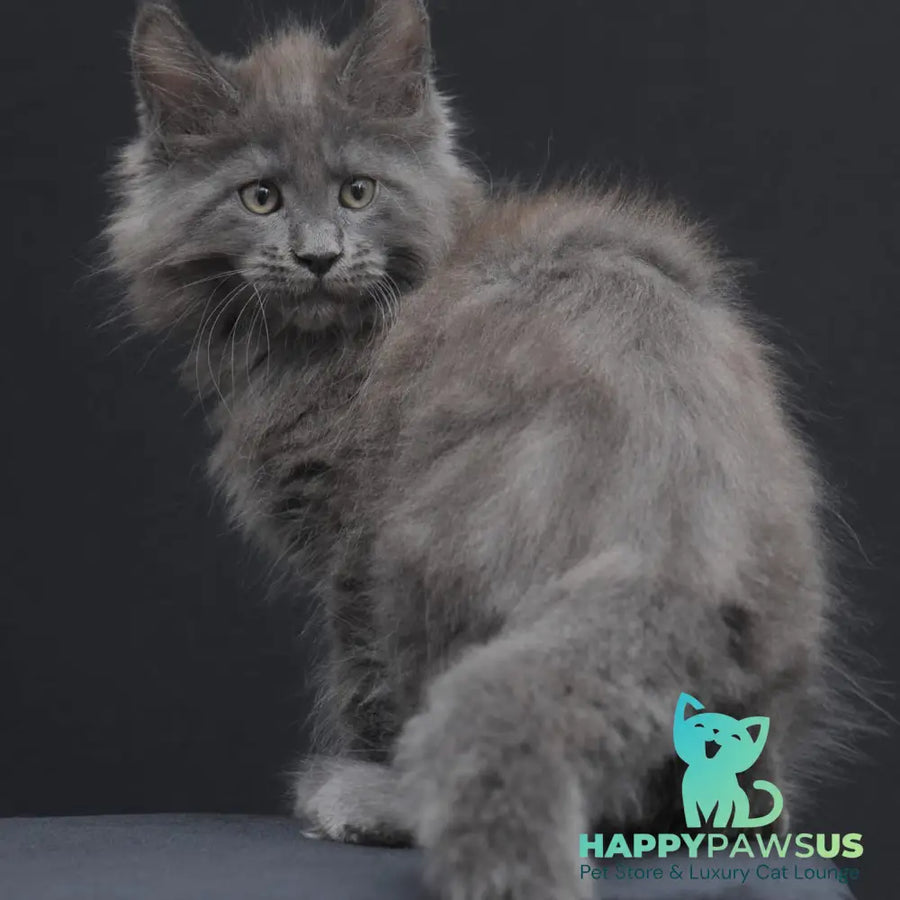 Weyland Maine Coon male blue - live animals
