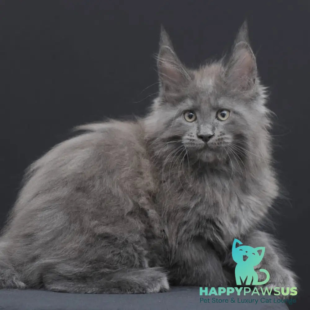 Weyland Maine Coon male blue - live animals