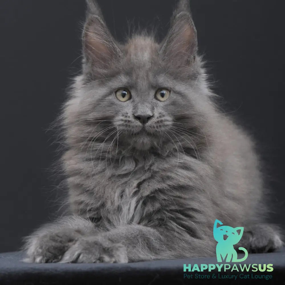 Weyland Maine Coon male blue - live animals