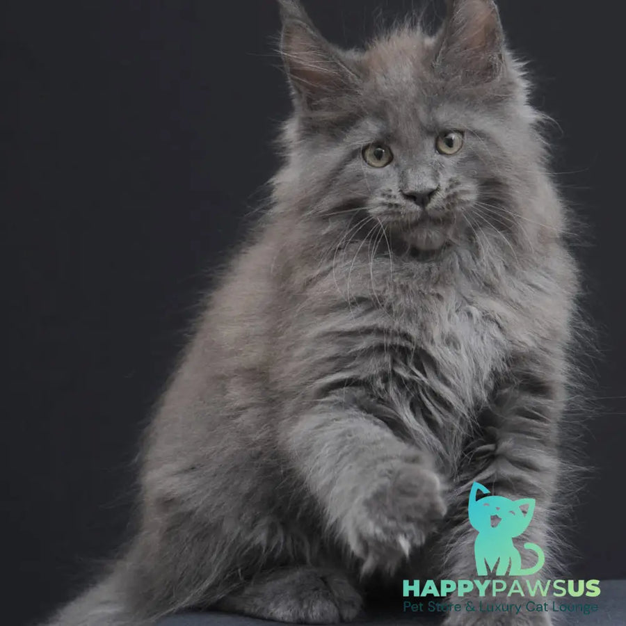 Weyland Maine Coon male blue - live animals