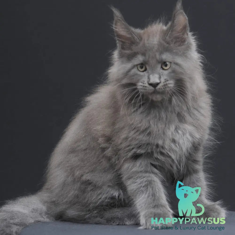 Weyland Maine Coon male blue - live animals