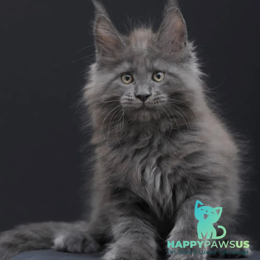 Weyland Maine Coon male blue - live animals