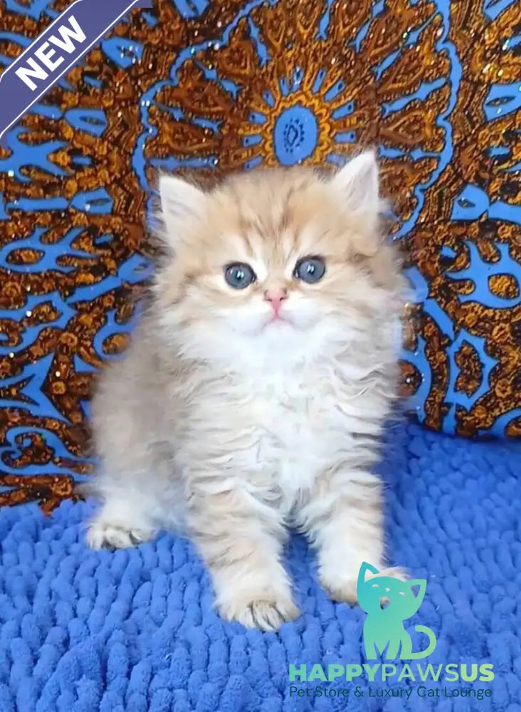 Whiskey British Longhair male black golden shaded - live animals