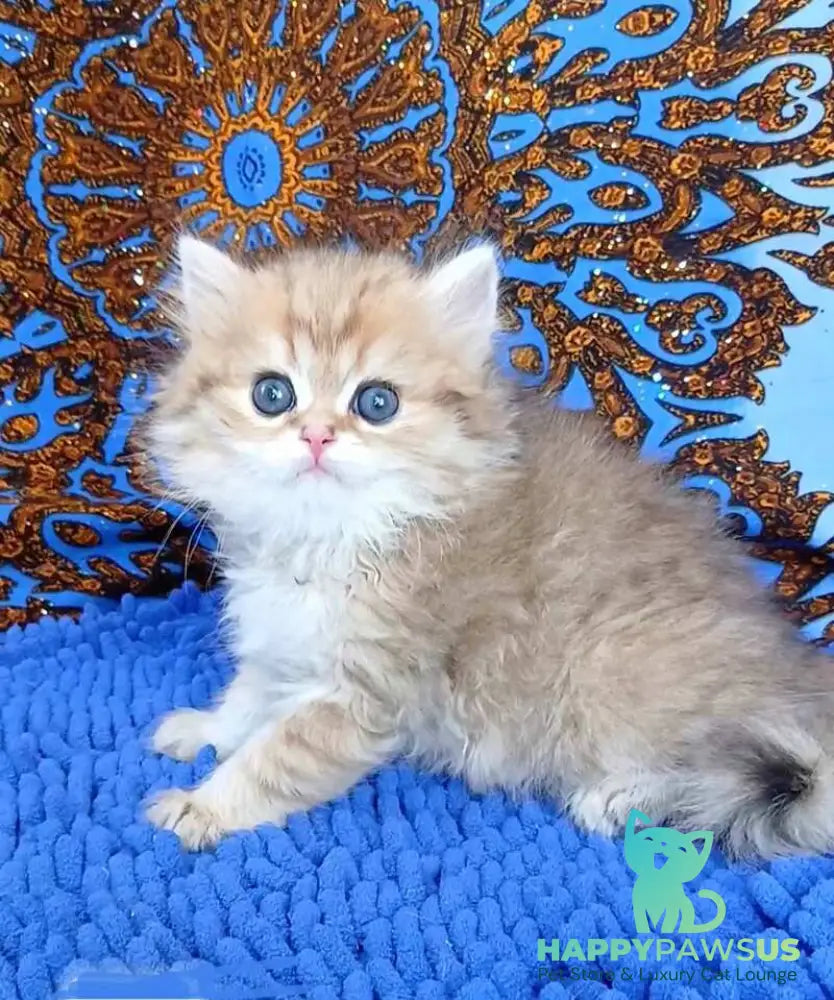 Whiskey British Longhair male black golden shaded - live animals